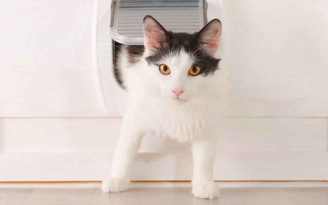 The Different Types of Pet Doors That Are Available for Your Garage